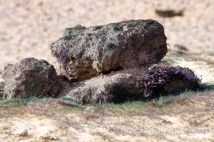 Morsum Kliff 4.jpg - Düne am Morsum Kliff